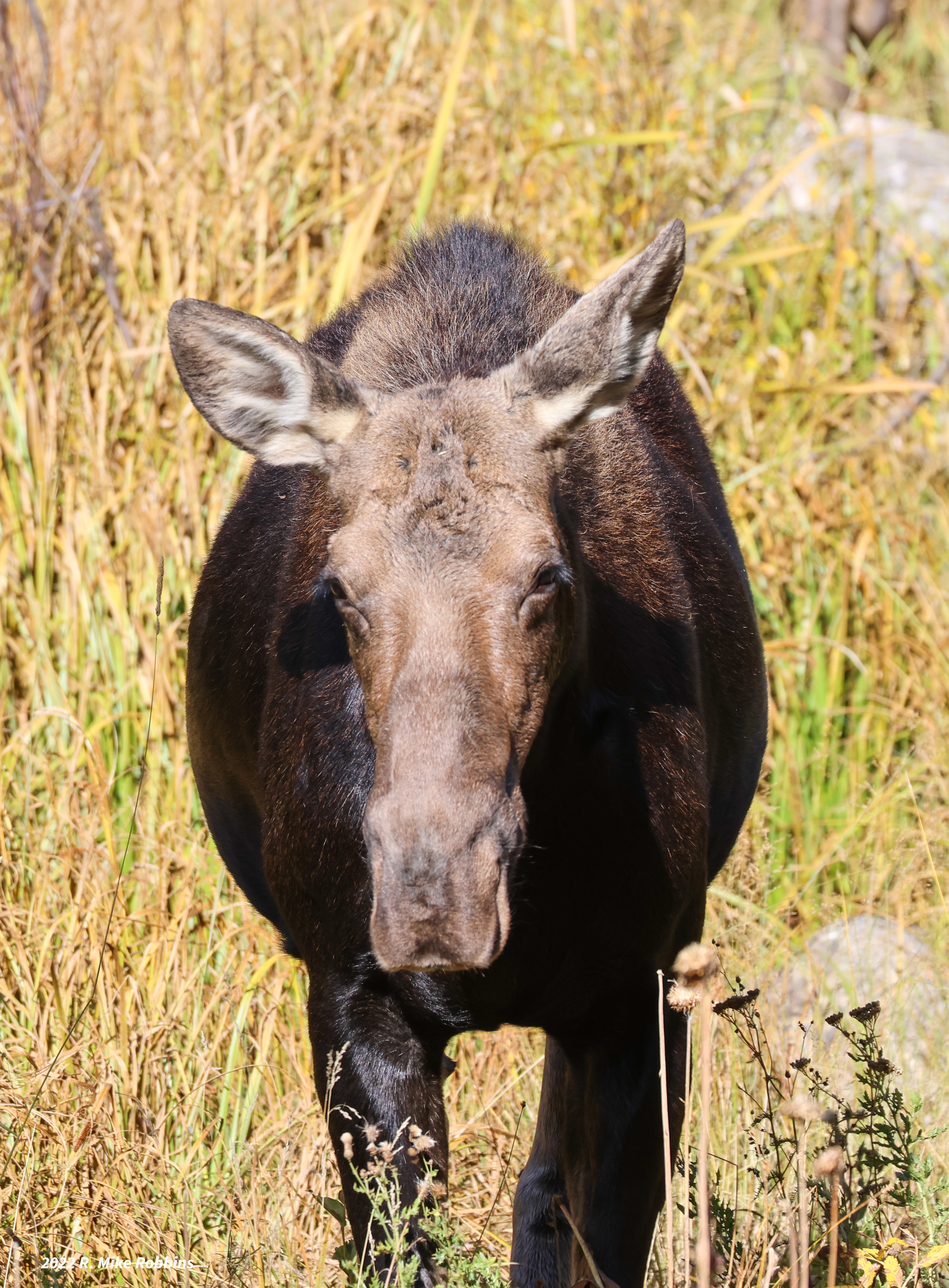 MR7_0174.JPG