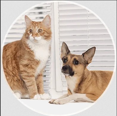 Constantly looking Veterinarian | Westtoledoanimalhospital.com