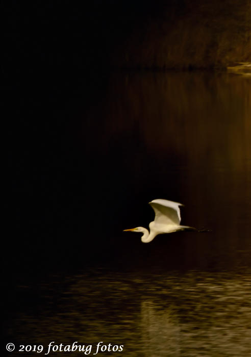 Great Egret at Kirk Pond