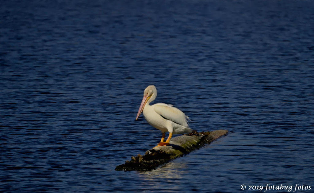 PELICAN AT KIRK POND