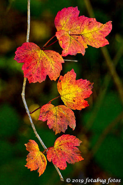Nature's Autumn Decoration