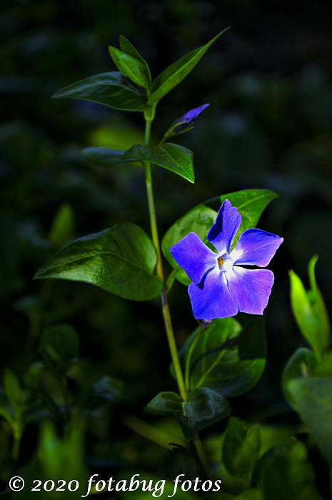 A Lone Periwinkle