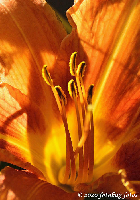 The Center of a Daylily's World