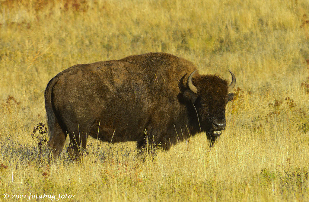 American Bison