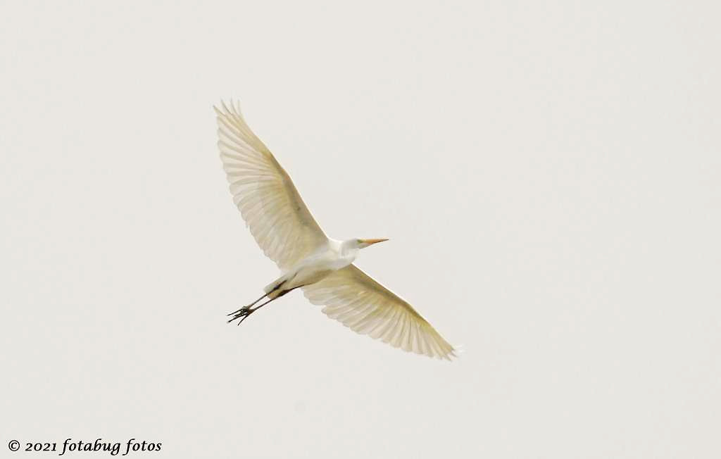 Great Egret