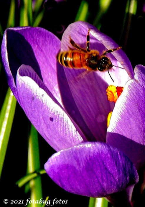 Bee and Tulip