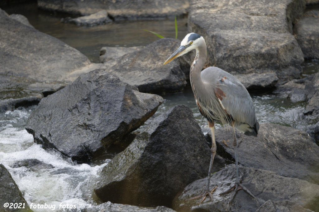 Great Blue Heron at Kirk Park