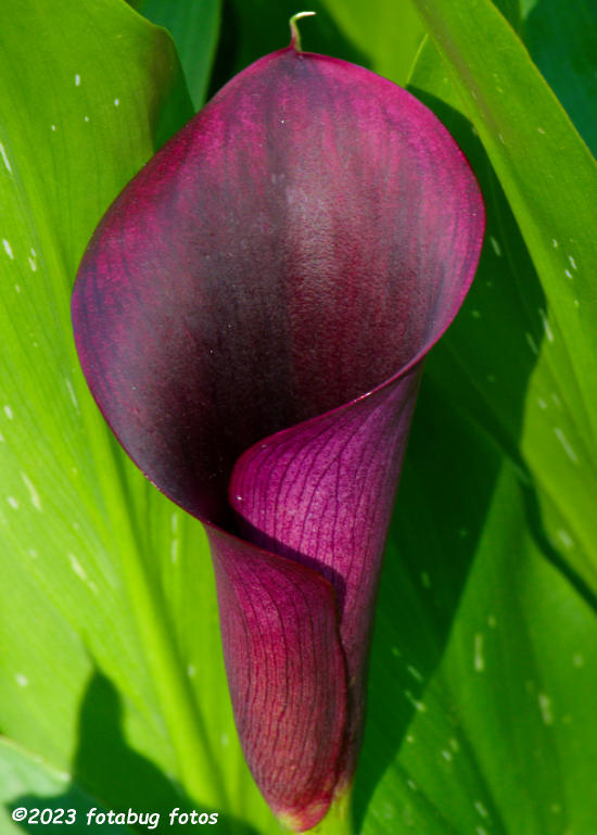 Purple Cala Lily