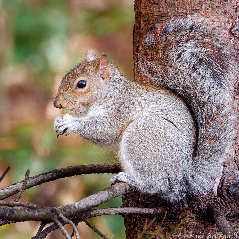 Squirrel Lunch.jpg