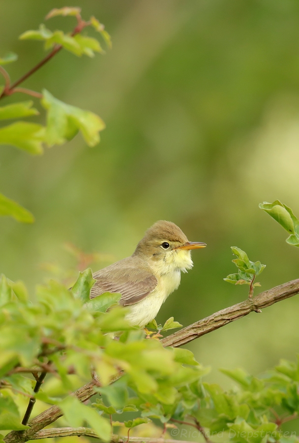 Orpheusspotvogel - Hippolais polyglotta - Melodious Warbler