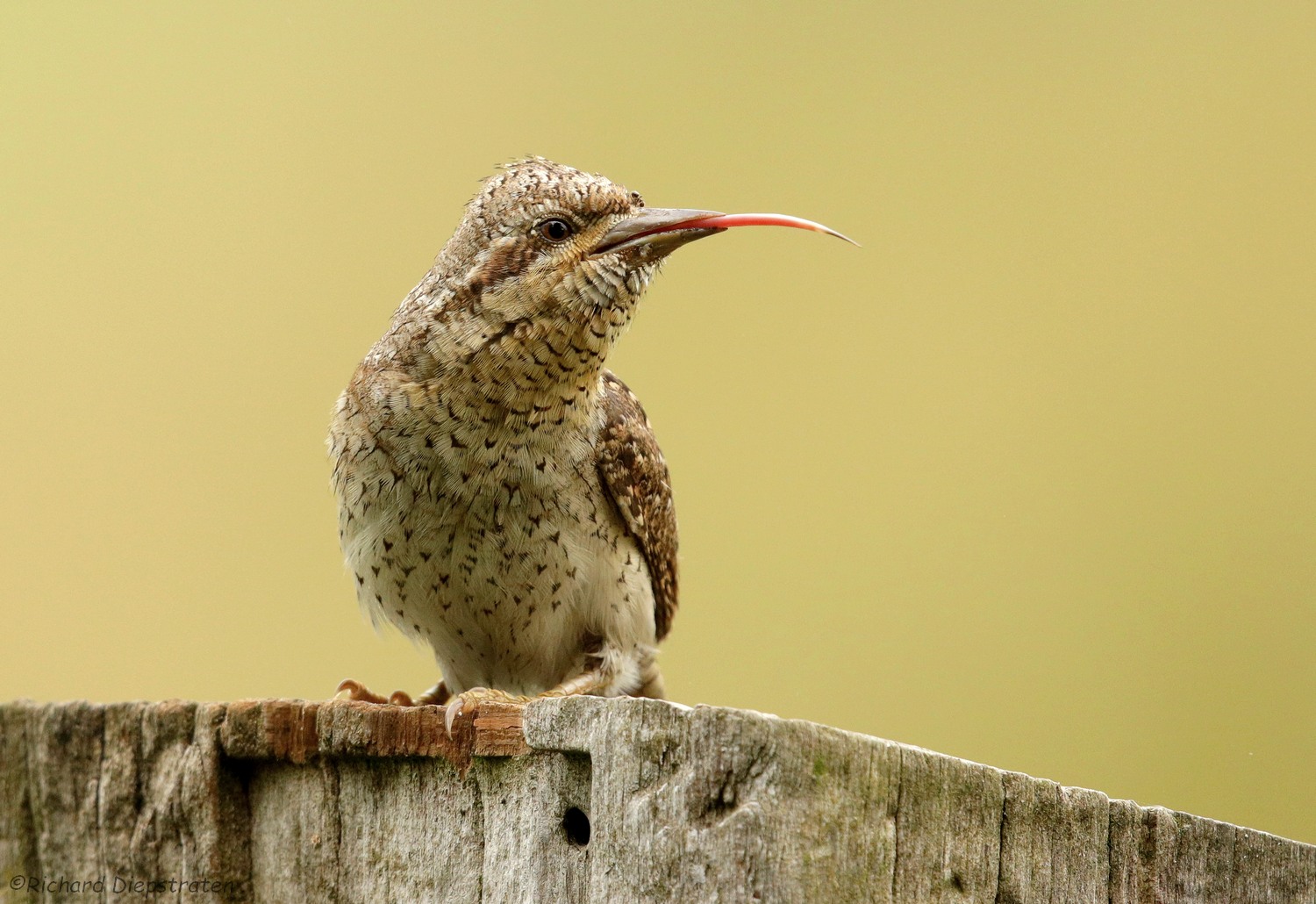Draaihals - Jynx torquilla - Wryneck