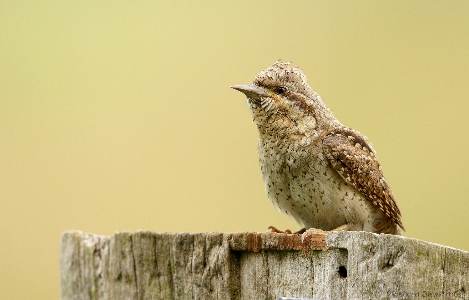 Draaihals - Jynx torquilla - Wryneck