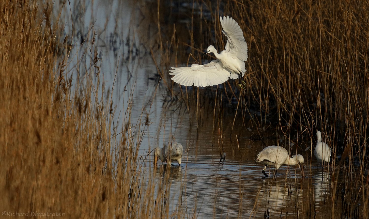 Kleine Zilverreiger - Egretta garzetta - Little Egret