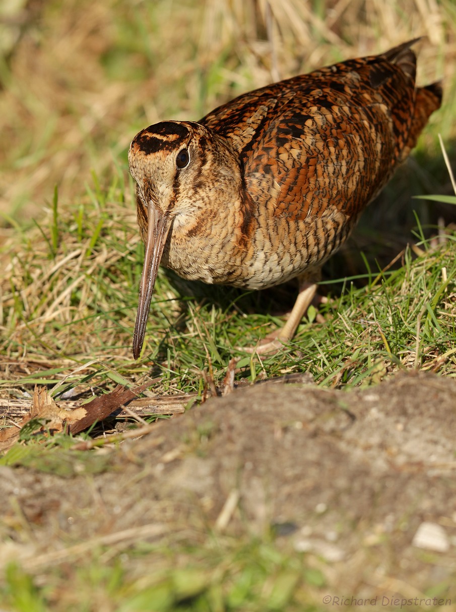 Houtsnip - Scolopax rusticola - Woodcock 