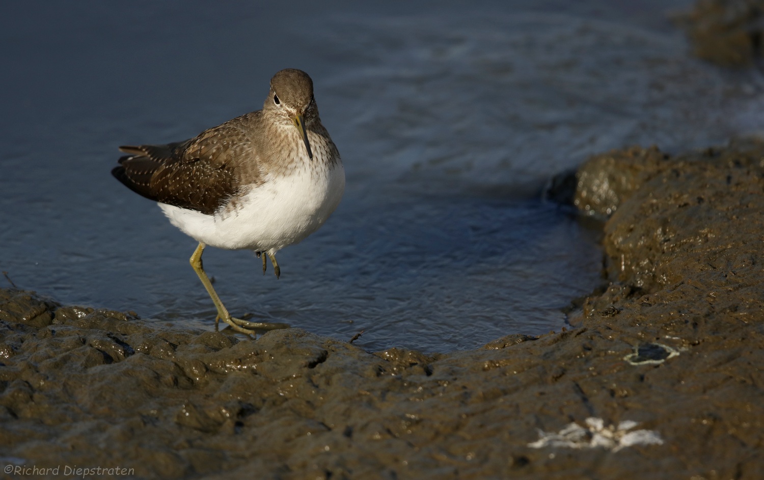 Witgat - Tringa ochropus - Green Sandpiper