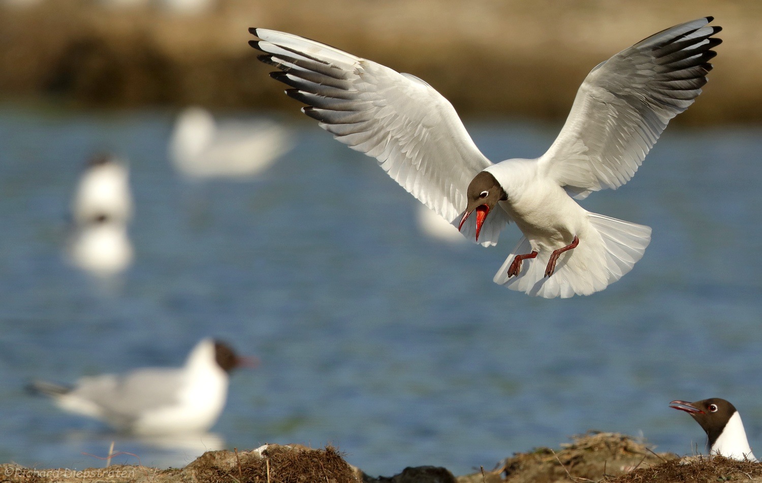 Kokmeeuw - Larus ridibundus - Black-headed Gull