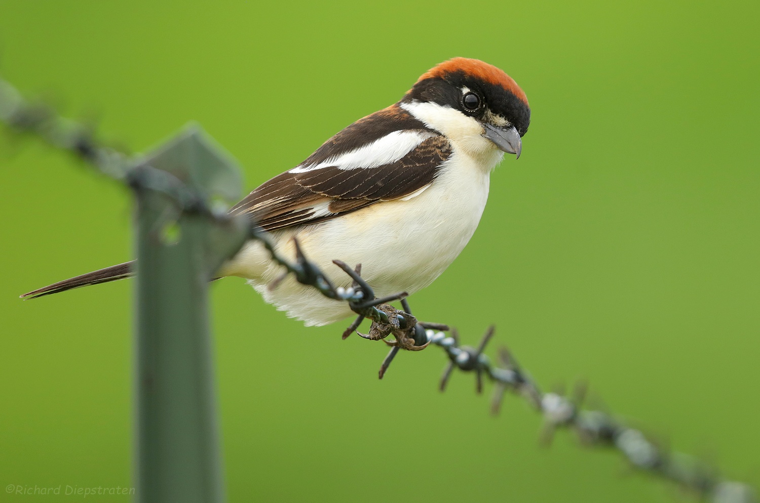 Roodkopklauwier - Lanius senator - Woodchat Shrike 