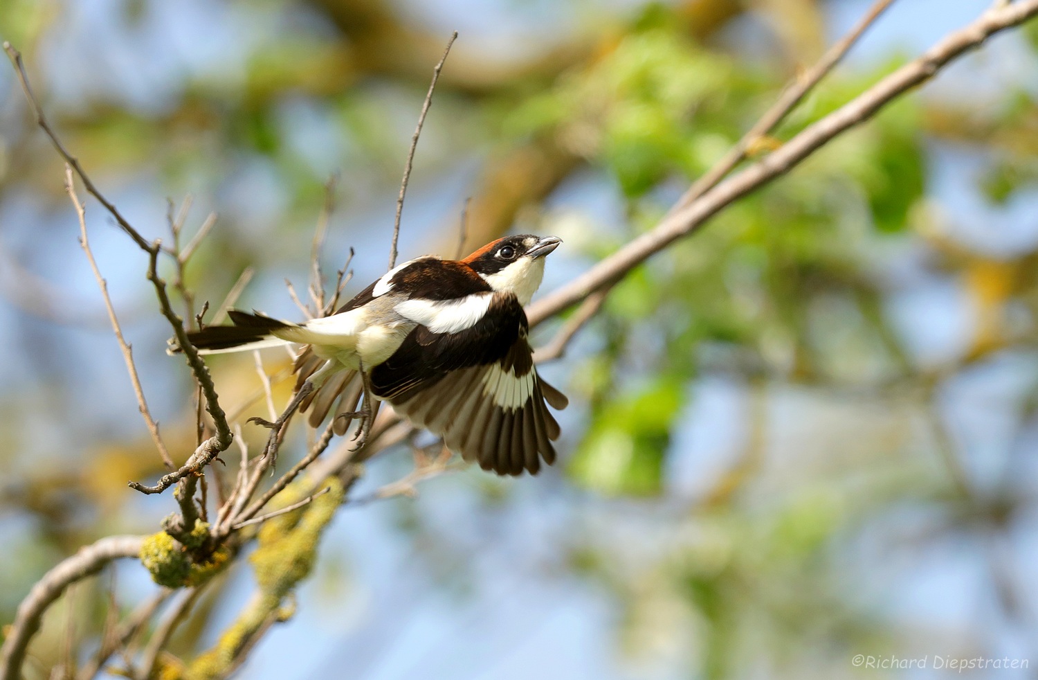 Roodkopklauwier - Lanius senator - Woodchat Shrike 