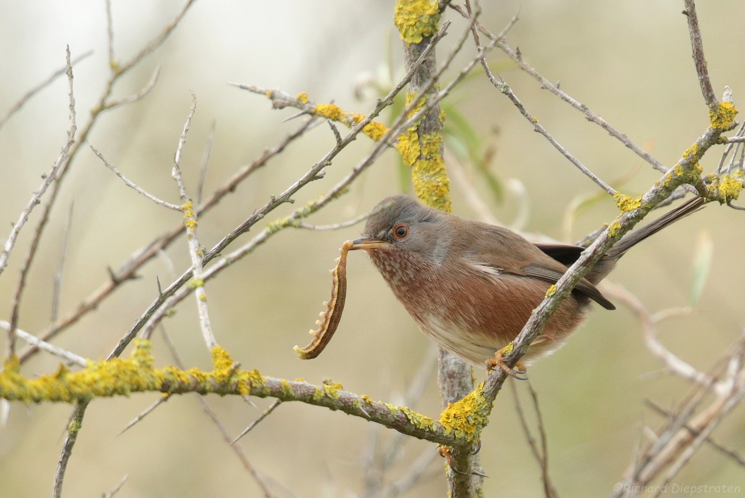 Provenaalse Grasmus - Curruca undata dartfordiensis - Atlantic Dartford Warbler