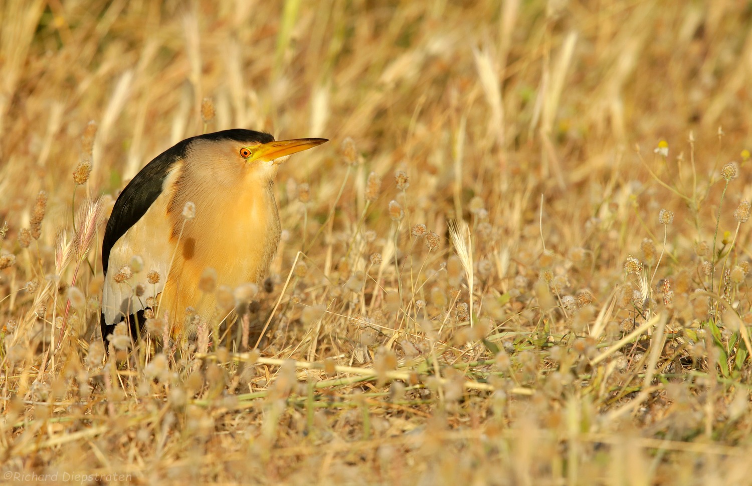 Woudaap - Ixobrychus minutus - Little Bittern