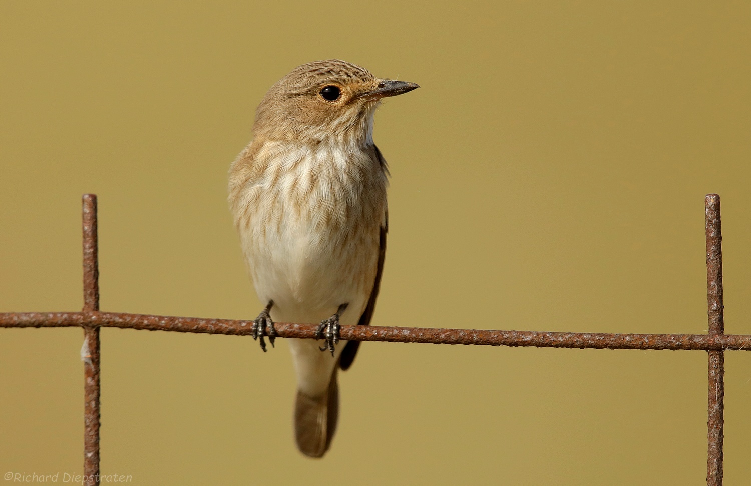 Grauwe Vliegenvanger - Muscicapa striata - Spotted Flycatcher