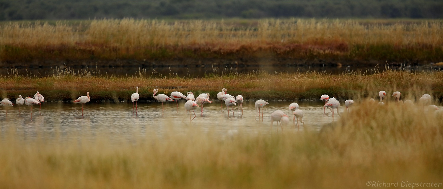 Flamingo - Phoenicopterus roseus - Greater Flamingo