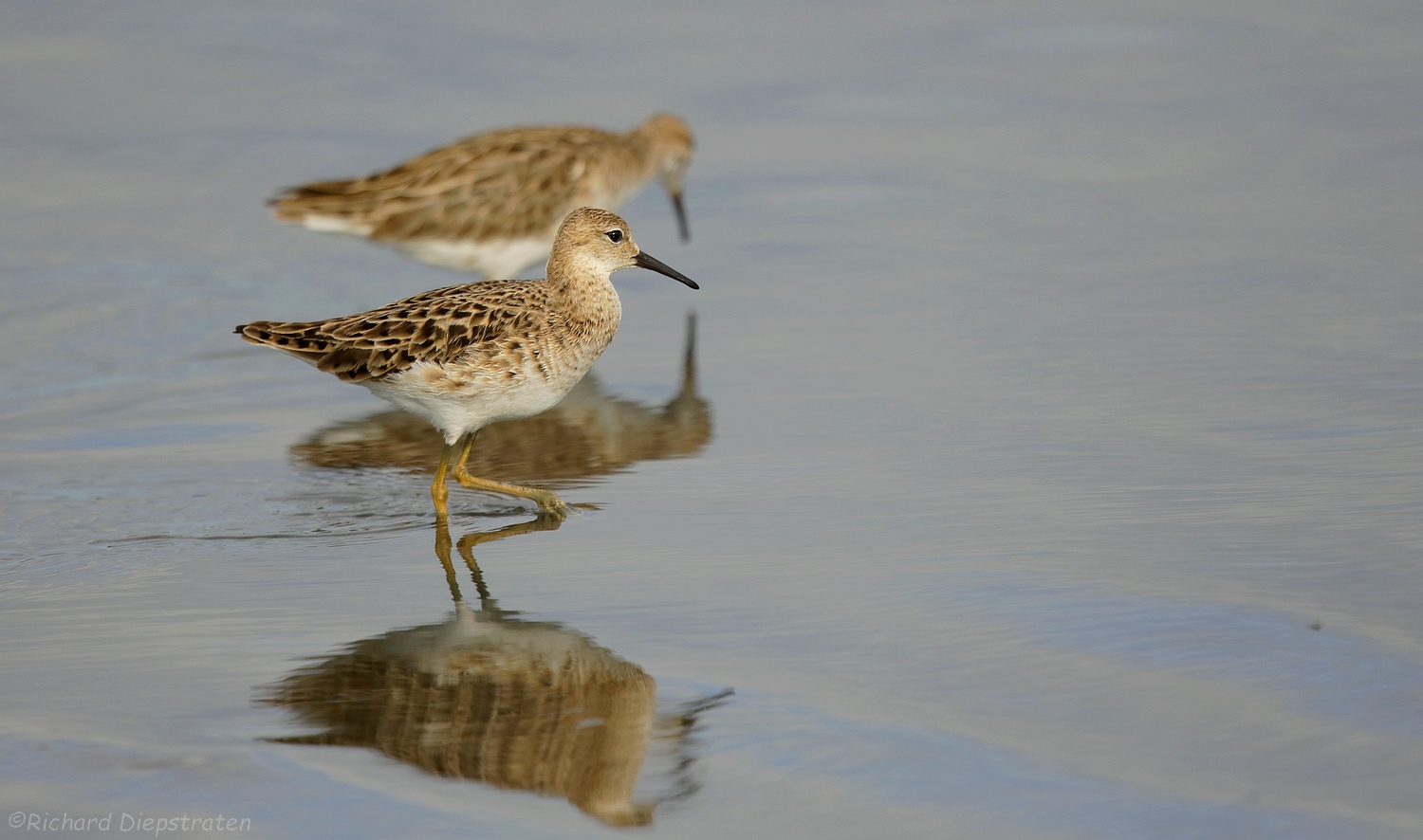 Kemphaan - Philomachus pugnax - Ruff