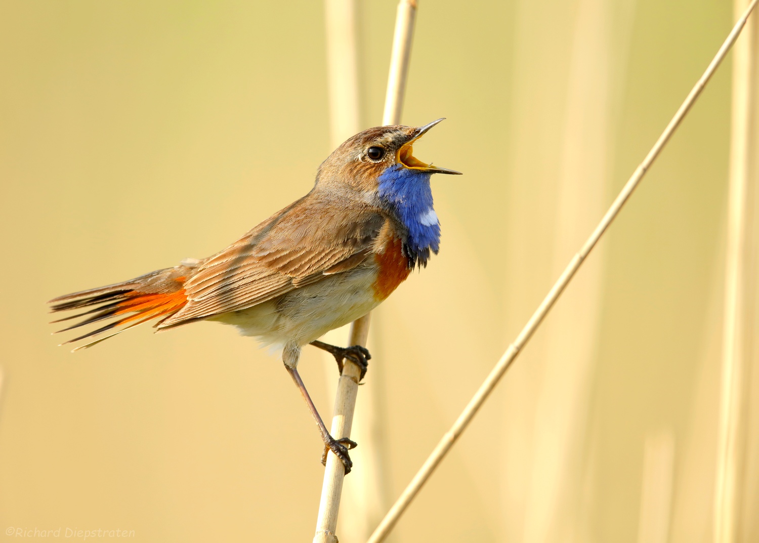 Blauwborst - Luscinia svecica - Bluethroat