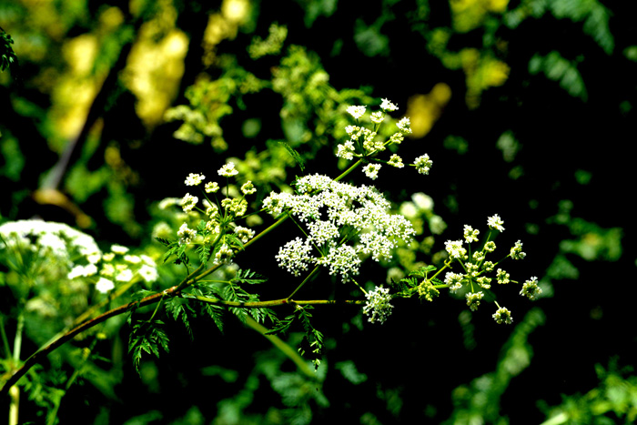 Flora & Fauna Around Mt. Diablo