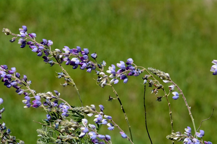 Flora & Fauna Around Mt. Diablo