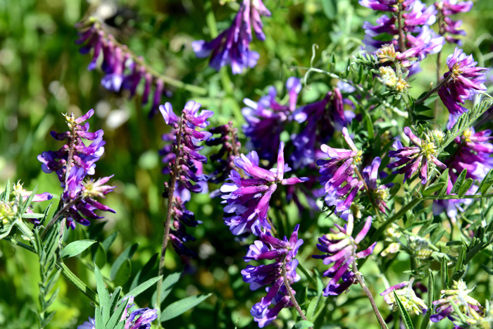 Flora & Fauna Around Mt. Diablo