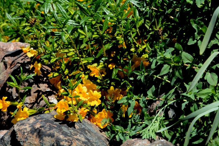 Flora & Fauna Around Mt. Diablo