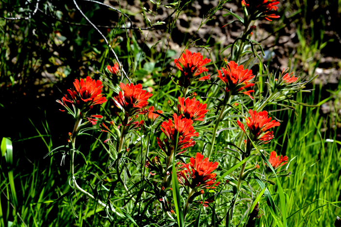 Flora & Fauna Around Mt. Diablo
