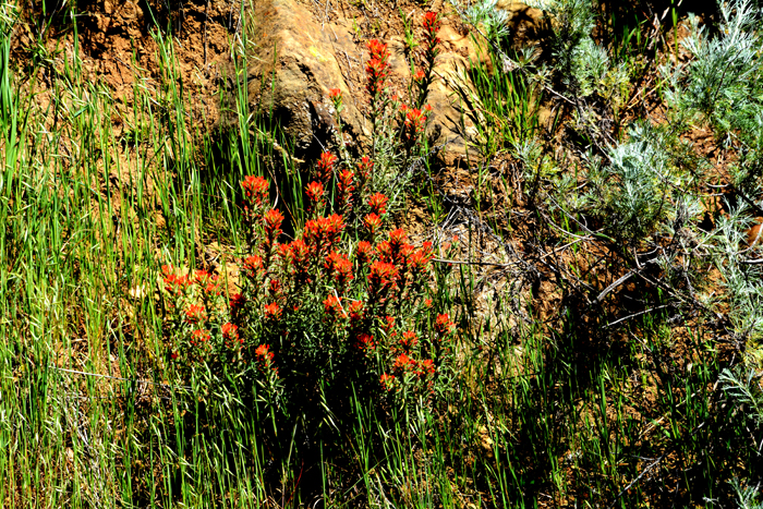 Flora & Fauna Around Mt. Diablo