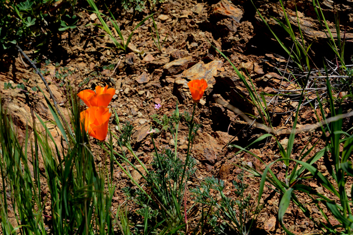 Flora & Fauna Around Mt. Diablo