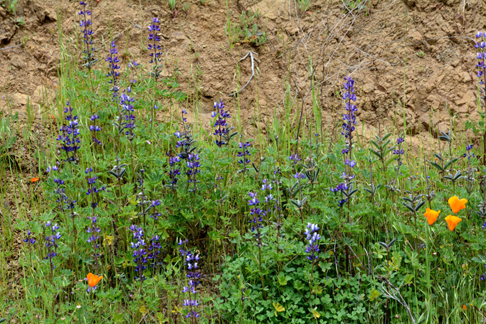 Flora & Fauna Around Mt. Diablo