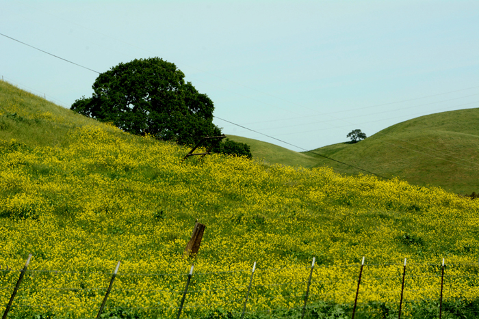 Flora & Fauna Around Mt. Diablo