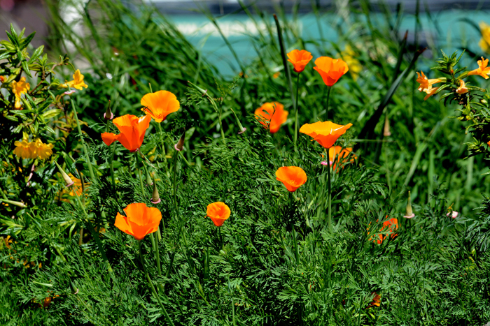 Flora & Fauna Around Mt. Diablo