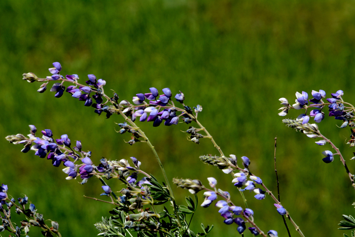 Flora & Fauna Around Mt. Diablo