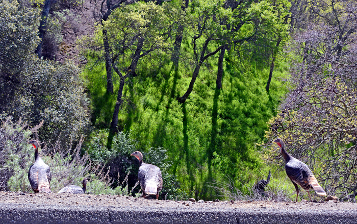 Flora & Fauna Around Mt. Diablo