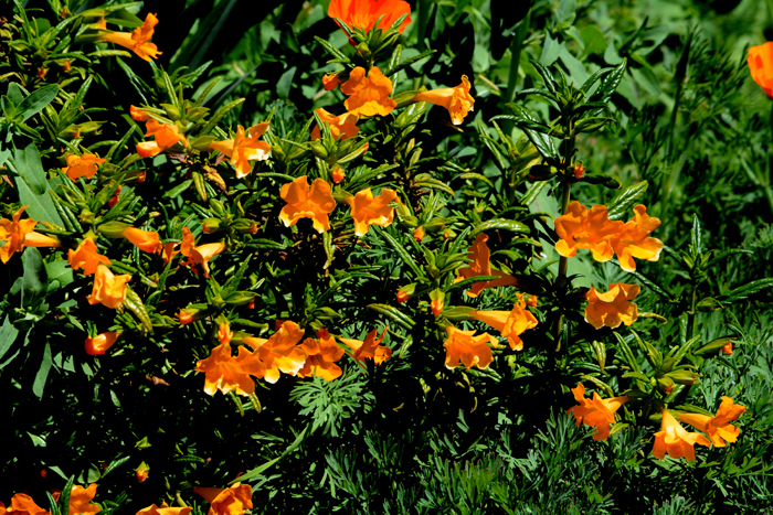 Flora & Fauna Around Mt. Diablo