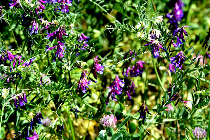 Flora & Fauna Around Mt. Diablo