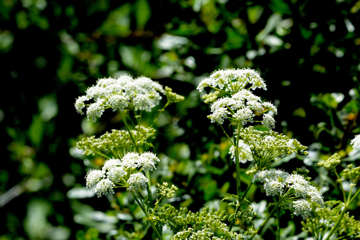 Flora & Fauna Around Mt. Diablo