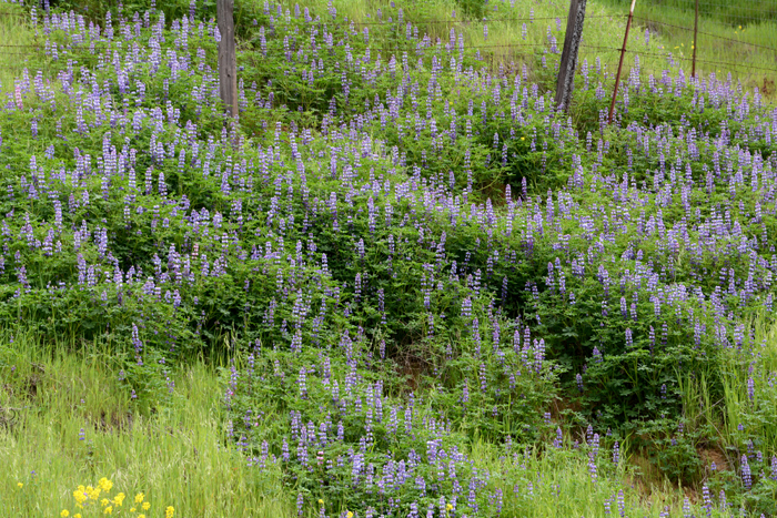 Flora & Fauna Around Mt. Diablo