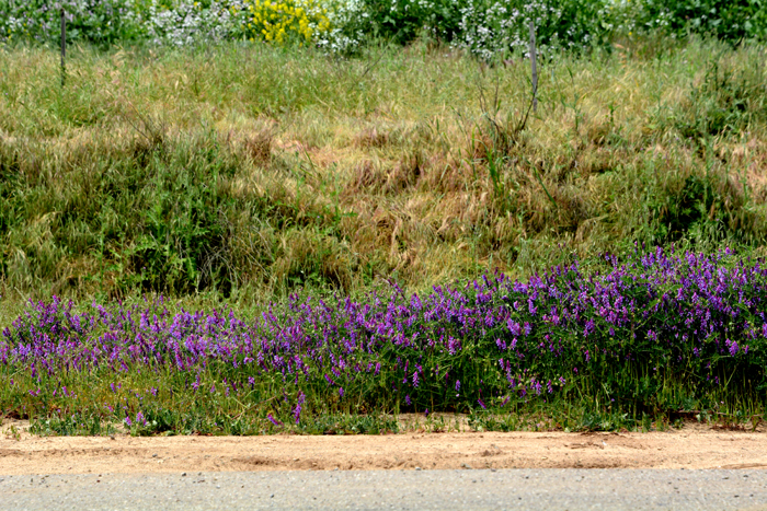 Flora & Fauna Around Mt. Diablo