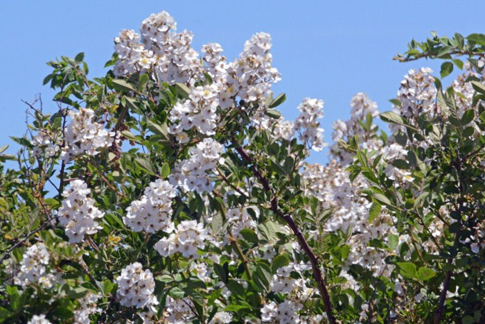 Flora & Fauna Around Mt. Diablo