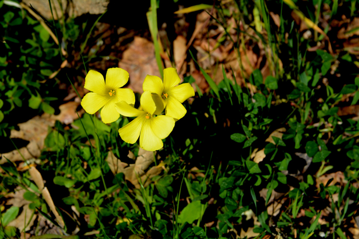 Flora & Fauna Around Mt. Diablo