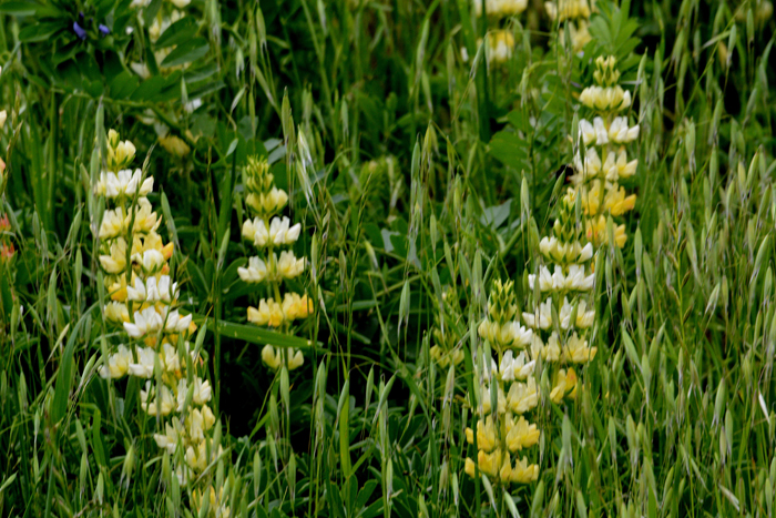 Flora & Fauna Around Mt. Diablo