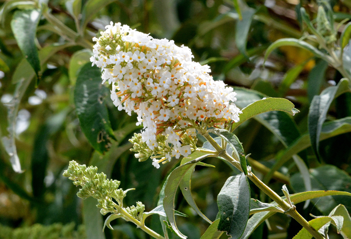 Flora & Fauna Around Mt. Diablo