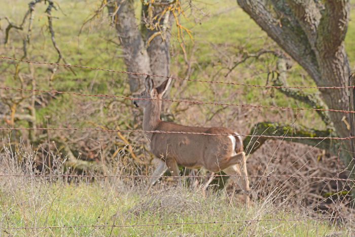 Flora & Fauna Around Mt. Diablo